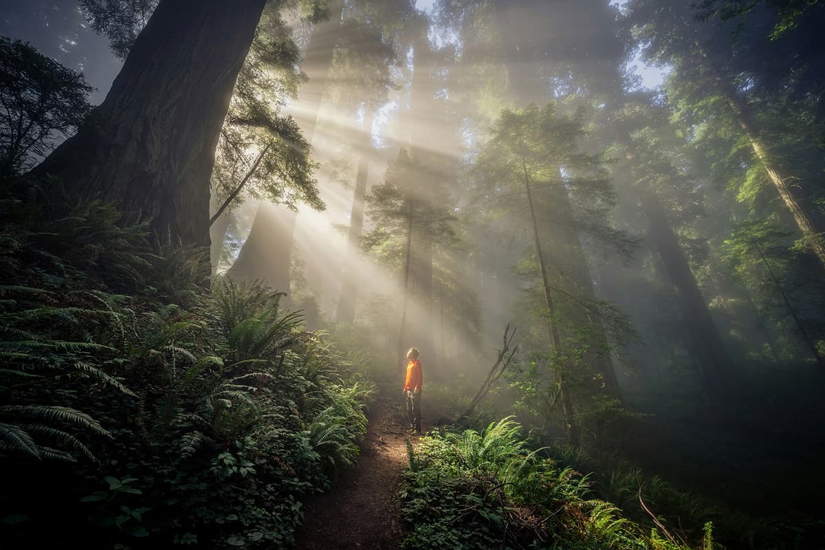 Forest Immersion Day