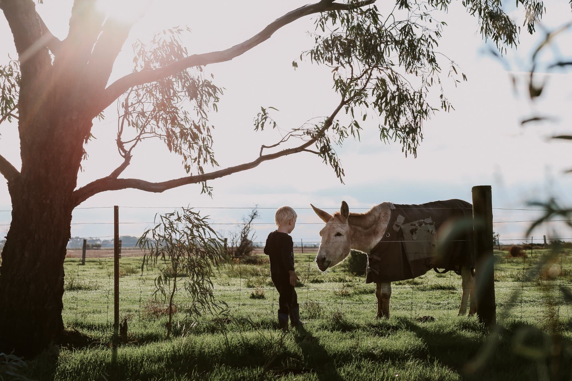 A boy with a white donkey in a field