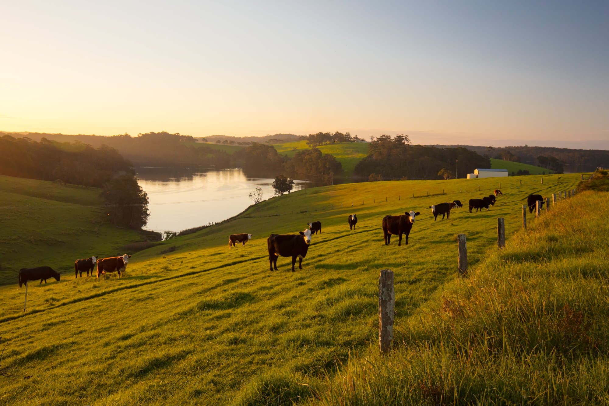 Cattle on green hills above a lake